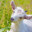 DisclaimedGoat