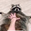 ⚡Raccoon_nuts