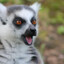 lemur