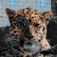 Soot Leopard