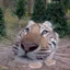 BiG Tiger On Your Ass