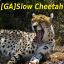 Slow Cheetah