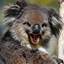 Savage Koala Bear