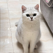 翻斗花园王小炜