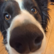 𝖒𝖊𝖎𝖓 𝖉𝖔𝖌