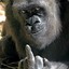 Gorilon csgoempire.com