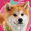 Kinnie GG