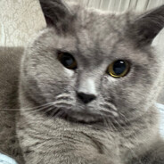 двоюродный стул