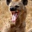 HyenaQueen