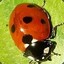 Coccinellidae