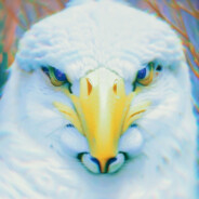 殆无虚日的闪耀君