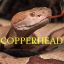 COPPERHEAD