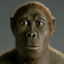 Homo Habilis