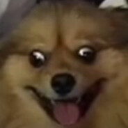 СОБАКА БАЙДЕНА