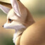 Fennec