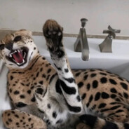 尼得木琴还在九1征婚碼