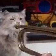 Trumpet Cat
