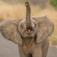 Fabi#DauBombaInCentru