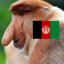 Affe Aus Afghanistan