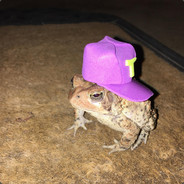 toad