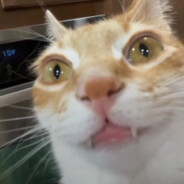 gerky's Avatar