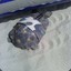 tortue.comandot