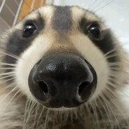 Big Ass Raccoon