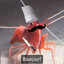 Mantis The Shrimp