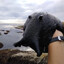 Sea Slug