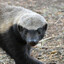 Badger