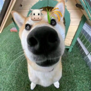 糖人狙击手范小敏