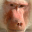 animalextremecloseup-baboon