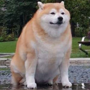 hjdot dog joint