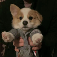 夹心的AK有点甜