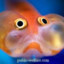 BLOB!