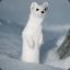 snowweasel