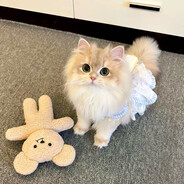 好喜欢hxl大美女