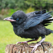 ✦S𝖓𝖎𝖕𝖊𝖗✦