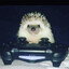 Hedgehog