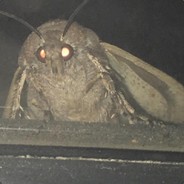 moff