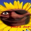 genericsunflower