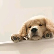 看到你了老北鼻