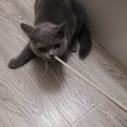 喵喵重拳出击！