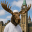 Moosetafa
