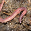 pathetic little worm