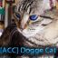 [ACC] Dogge-Cat