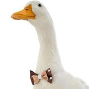 Duck666