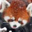 red panda cryptocurrency