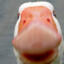 Angry duck