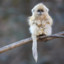 FluffyTheViking